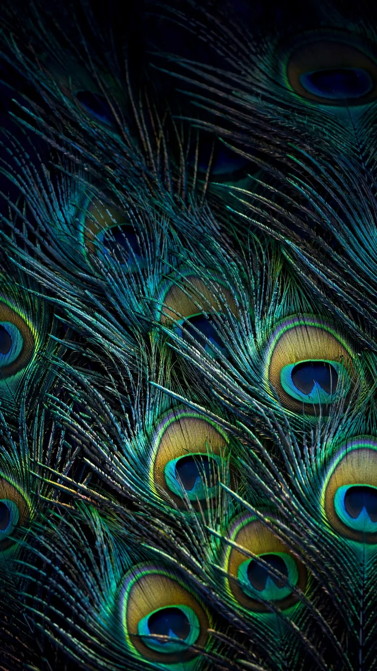Iridescent peacock feather macro with teal emerald and gold eye patterns, vertical abstract wallpaper