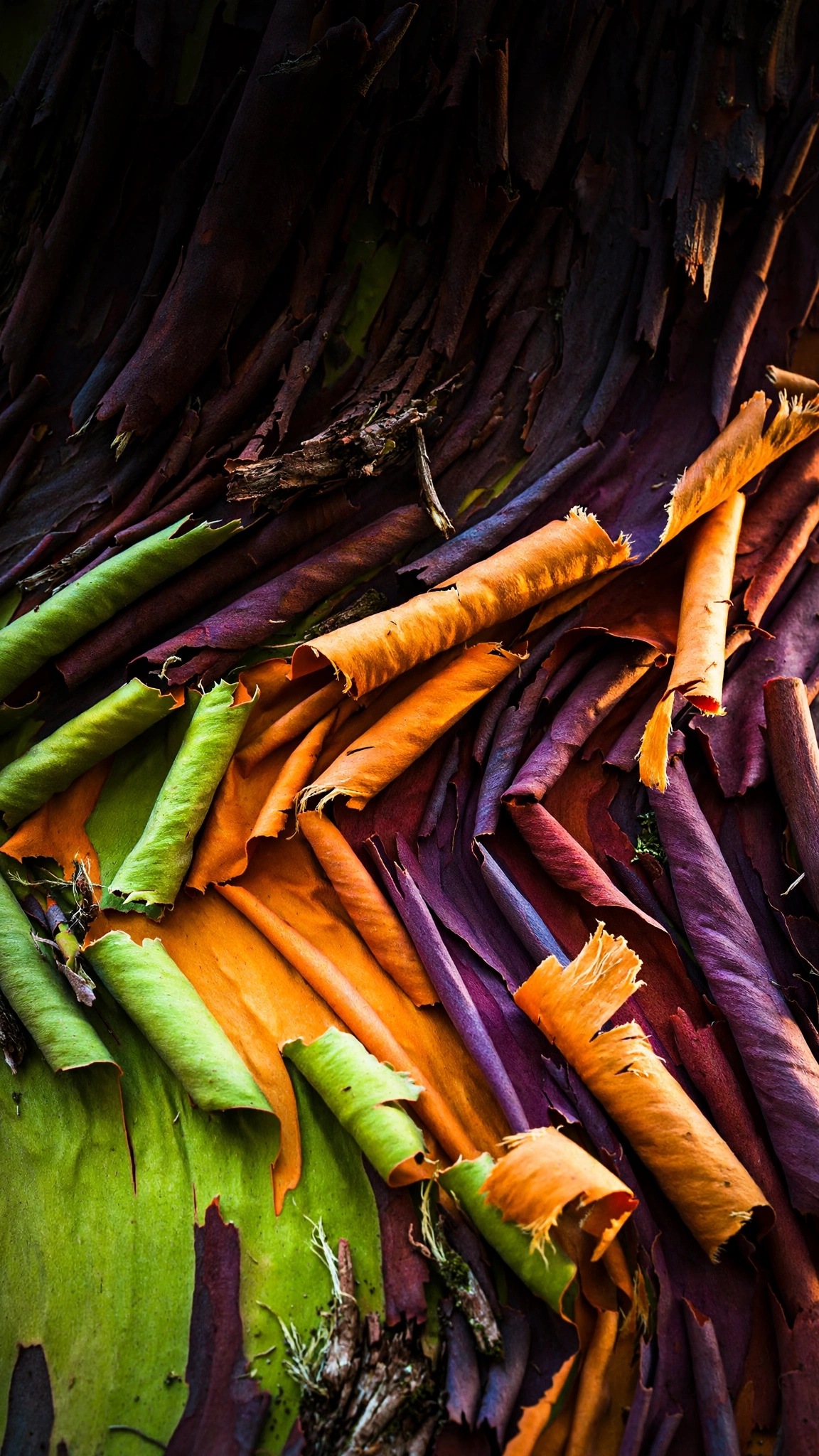 Peeling rainbow eucalyptus bark strips in green orange purple, vertical abstract wallpaper