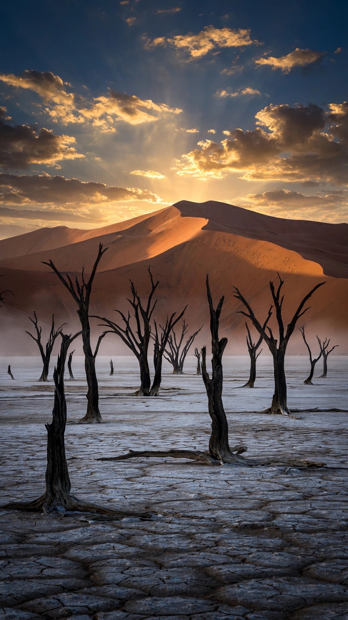 Black dead trees on a white salt pan at dawn