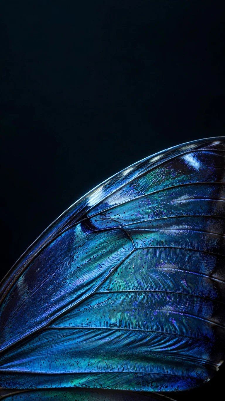 Sapphire Morpho Wing Macro at Night - free minimal wallpaper for phone