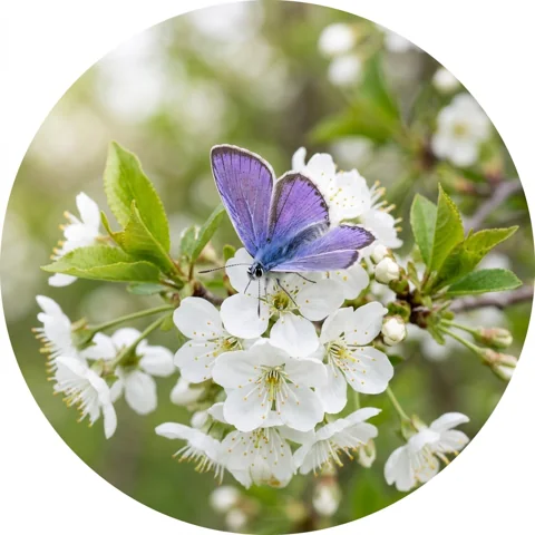 Violet butterfly resting on white blossom