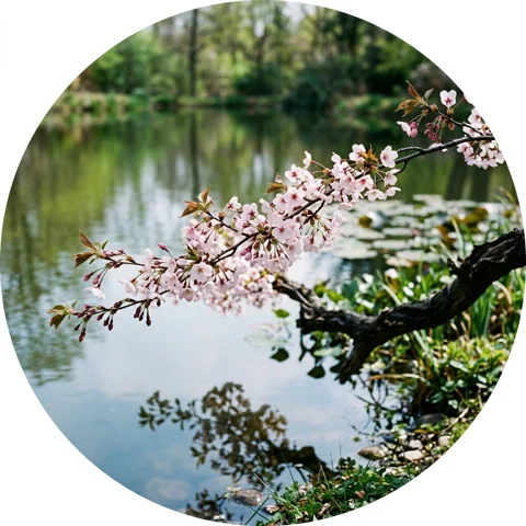 Cherry blossom branch above a pond