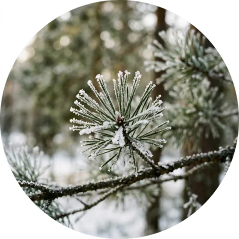 Ice crystals on a pine needle