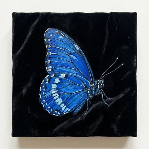 Royal blue butterfly on black velvet