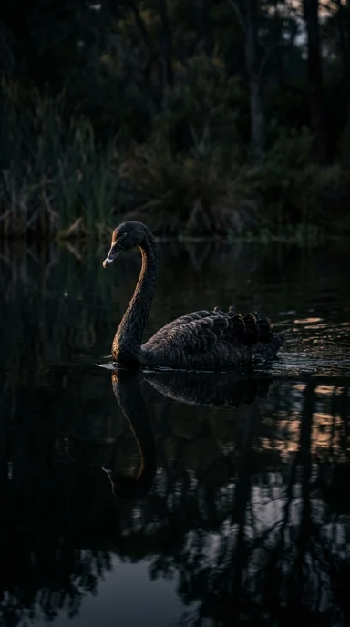 A black swan on reflective water.