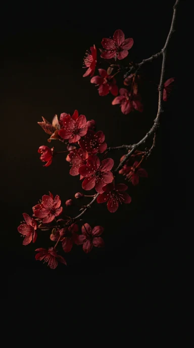 A branch of dark red cherry blossoms.