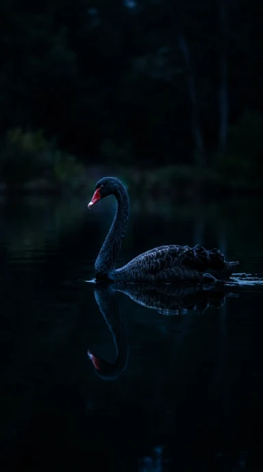 A black swan on reflective water.