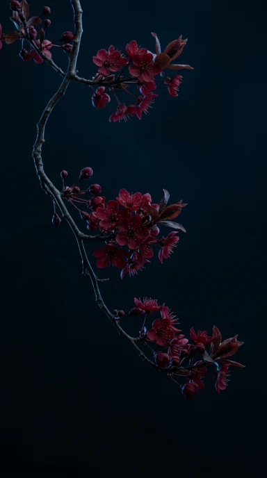 A branch of dark red cherry blossoms.