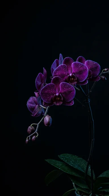 A dark purple orchid with dew.