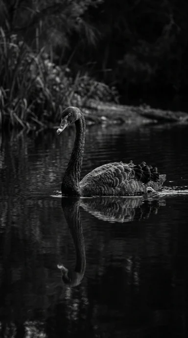 A black swan on reflective water.